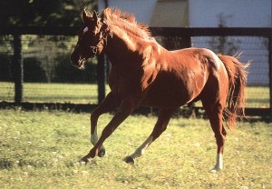 Obrazek